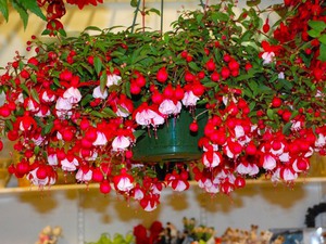 Delicate fuchsia bloemen