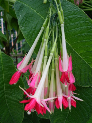 Palamuti ng balkonahe ng Fuchsia