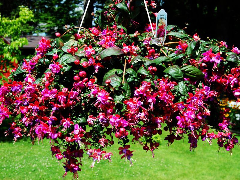 Fuchsia planten en achterlaten