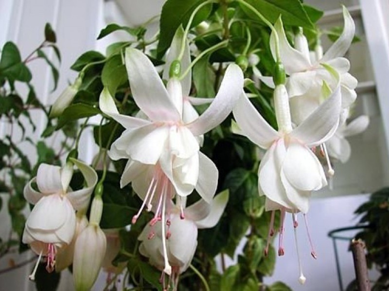 Fuchsia species