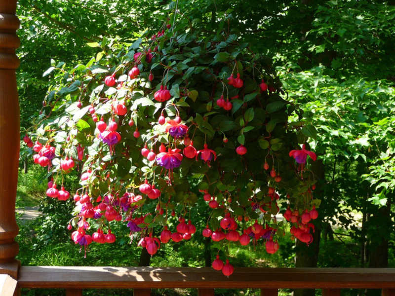 Types de fuchsia ampéleux