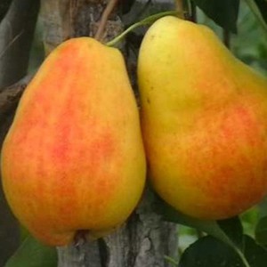 The process of planting pears in spring