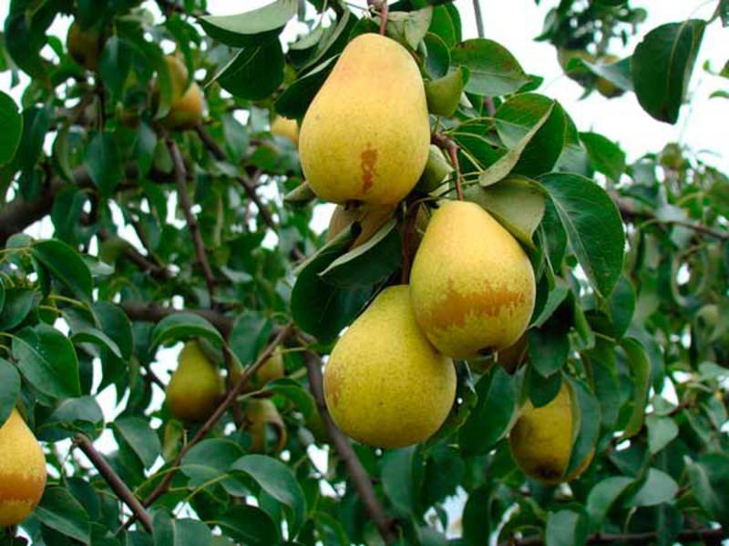 Come scegliere una buona varietà di pere