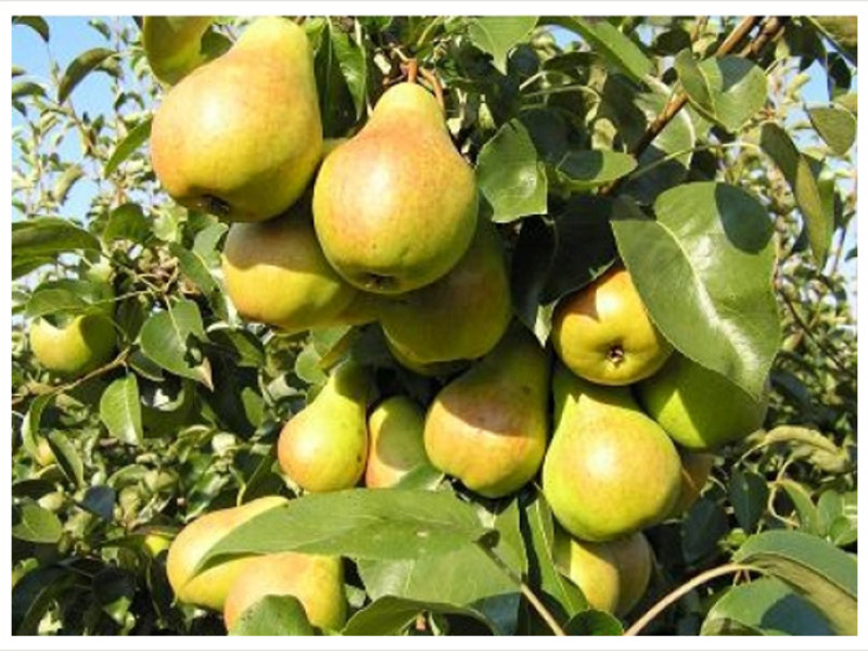 Early summer pear varieties