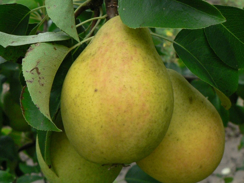 תיאור של מגוון אגסים