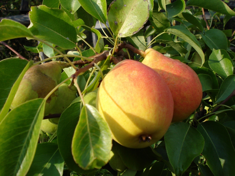 Cómo elegir una variedad de pera