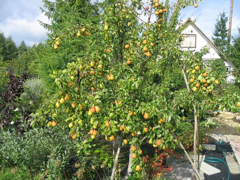 Cultivo de peras de la variedad Lada.