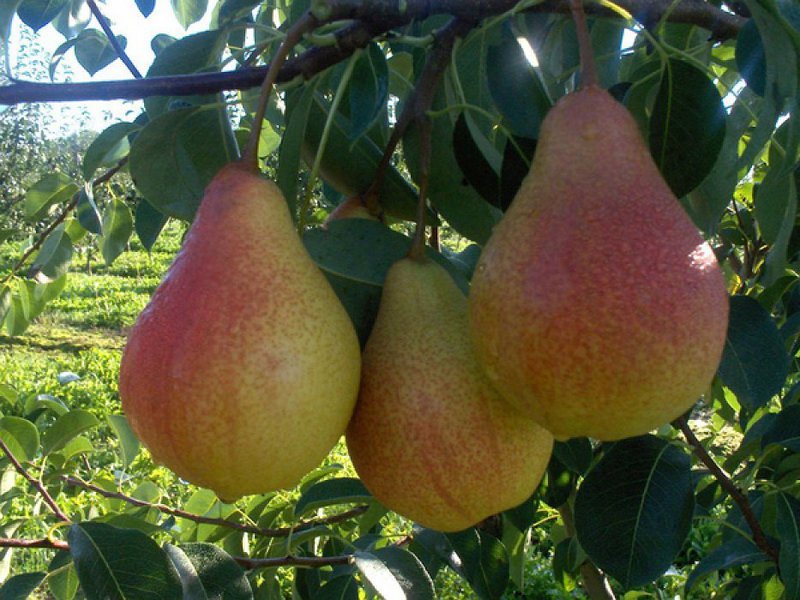 Come prendersi cura di una pera Lada