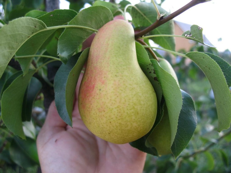 כיצד לשתול ולגדל אגס בצורה נכונה