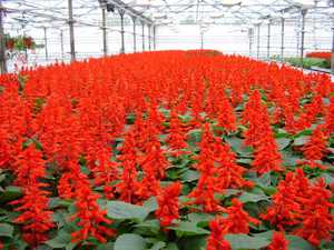 Décorer le champ intérieur avec des fleurs