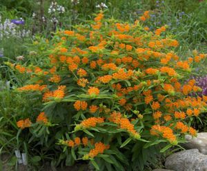 Blomstrende tid af sommerblomster