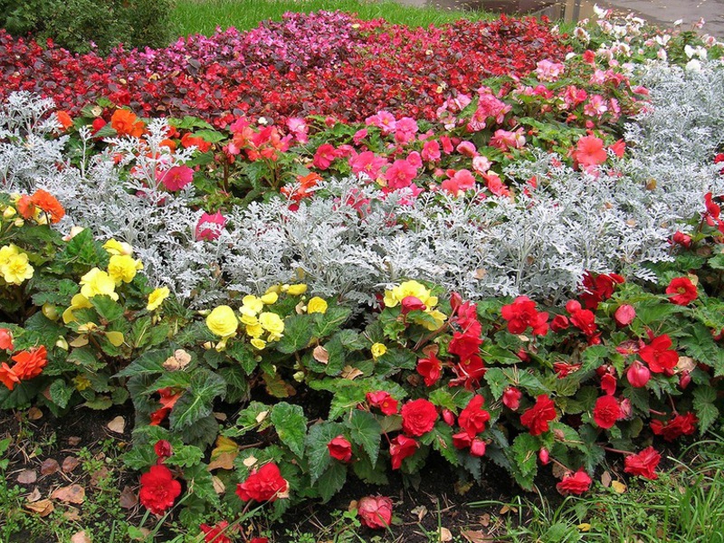 Des fleurs pour une résidence d'été