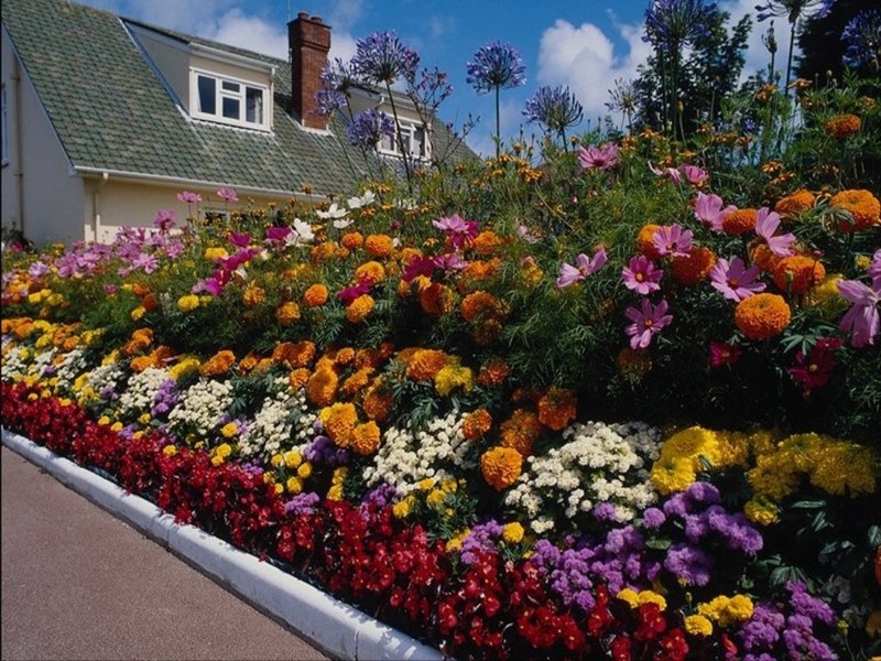 Have dekoration med årlige blomster