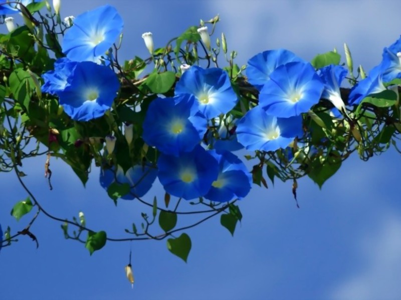 Niedrig wachsende einjährige Blüten