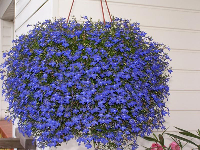 Fleurs de chalet d'été