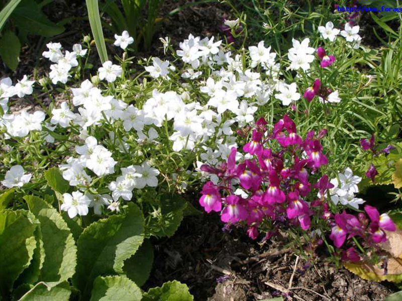 Fiori che sbocciano tutte le annuali estive