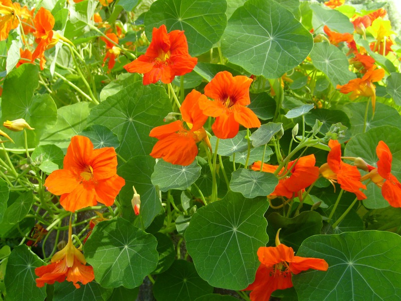 Hoe vaste planten in de tuin te planten