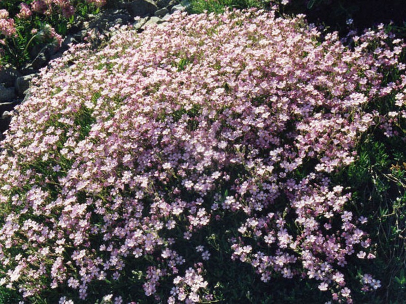 Taunang pag-aalaga ng bulaklak