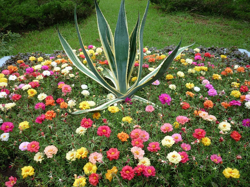 Wie man Einjährige im Garten pflegt