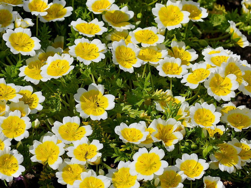 Sommerblumen blühen den ganzen Sommer