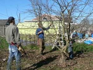 Mga Pakinabang ng Pruning Puno ng Prutas sa Spring