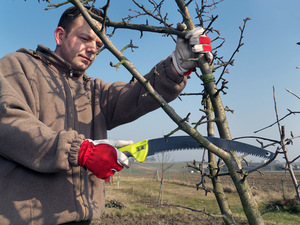 Principes van het op verschillende manieren snoeien van tuinbomen