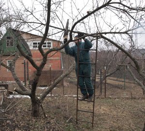 Caracteristici de tăiere a copacilor vechi de grădină primăvara