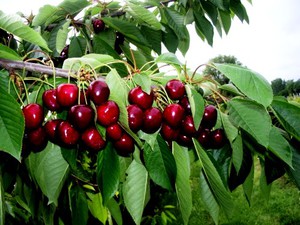 Cerezo en el jardín