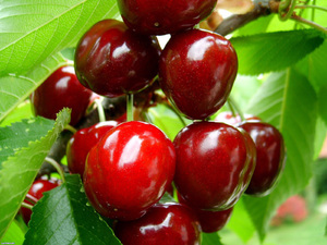 Cherry variety