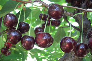 Elegir la mejor variedad de cereza