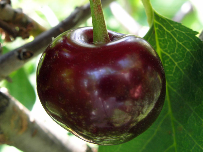 Variedade de cereja intensa