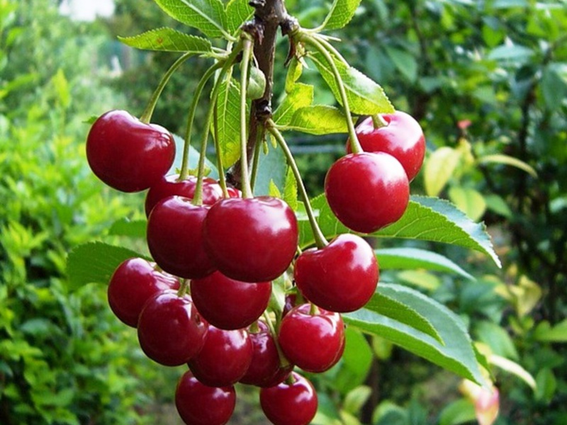 Frutas cereja doce