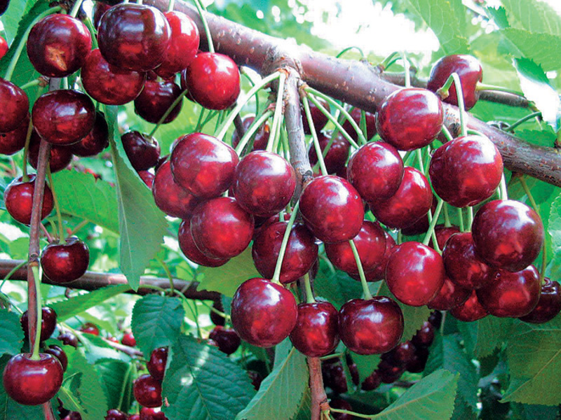 Name of varieties of cherries