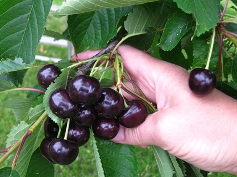 Cherry growing