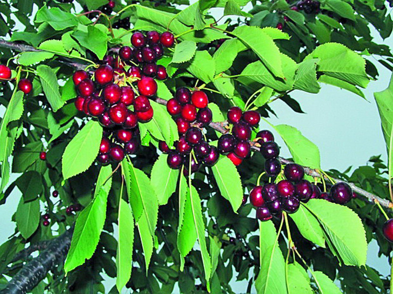 Ripe cherry fruits