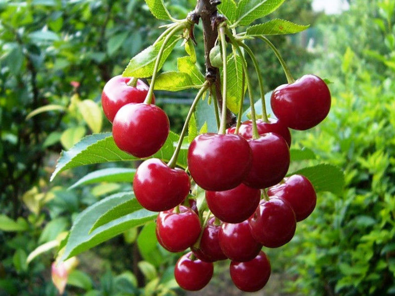 Como escolher uma variedade de cereja