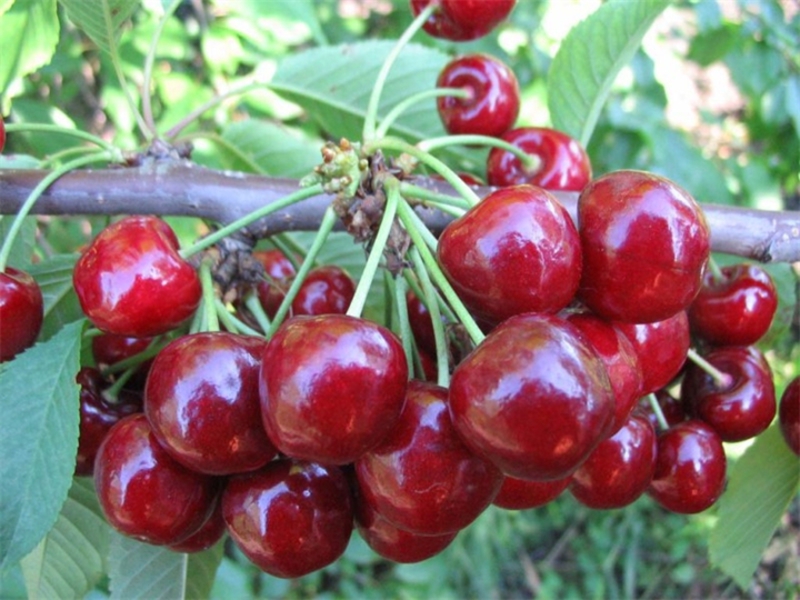 Variedade de cereja para plantio