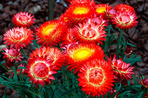 Sometimes the colchicum flower is considered an immortelle