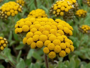 Sandy immortelle blomster