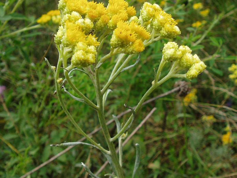 Immortelle in medicina