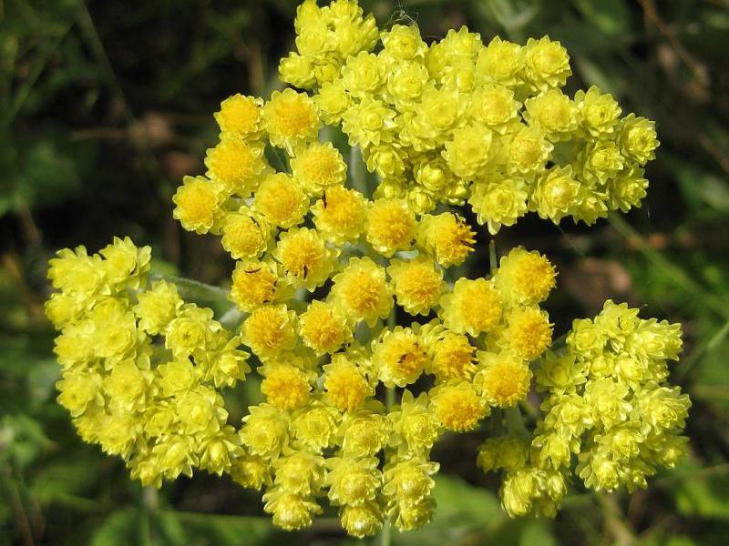 Immortelle de sable