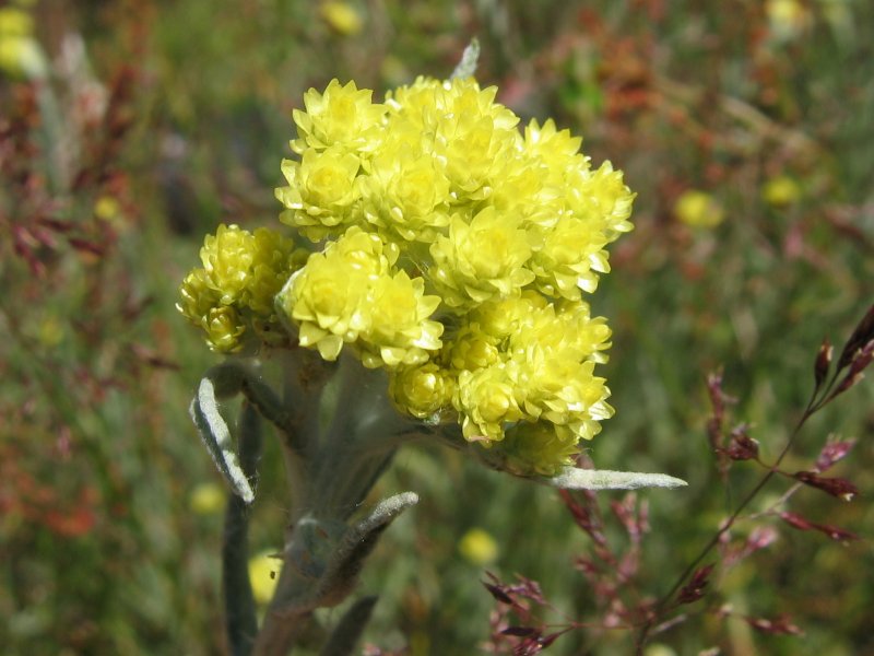 Immortelle de sable