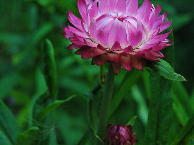 Parfois, une fleur de colchique est considérée comme une immortelle