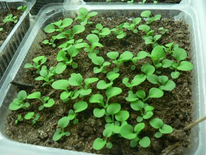 Ageratum ist eine ungewöhnlich schöne Pflanze