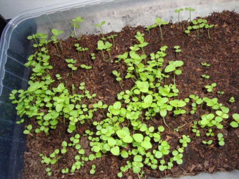 Belle fleur d'ageratum