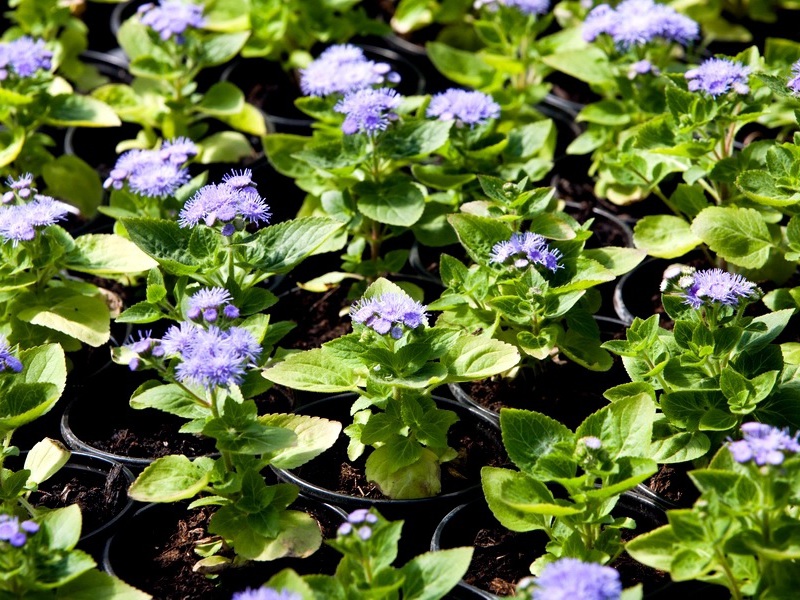 Ageratum auf einem Blumenbeet