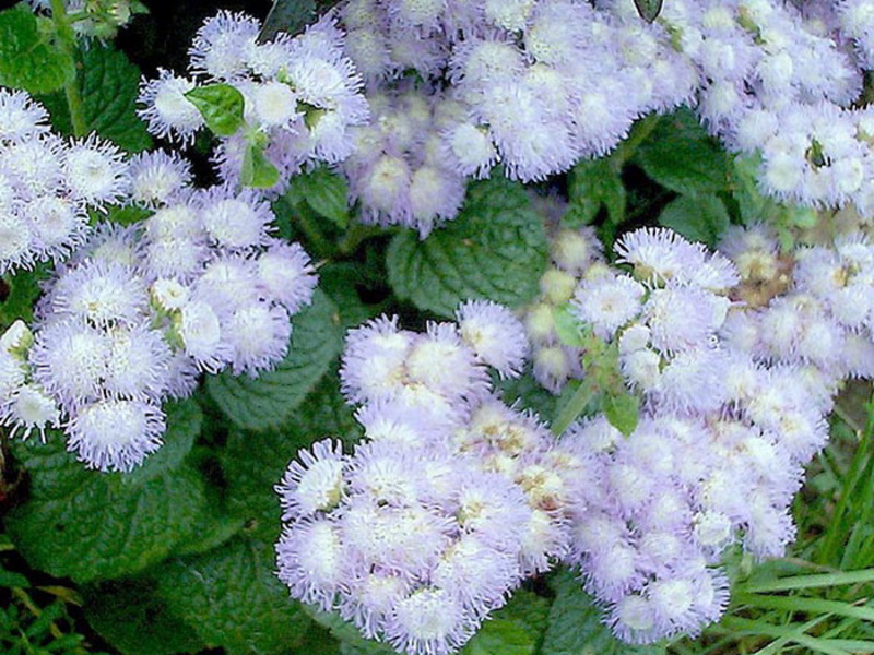 Názov trvalky Ageratum