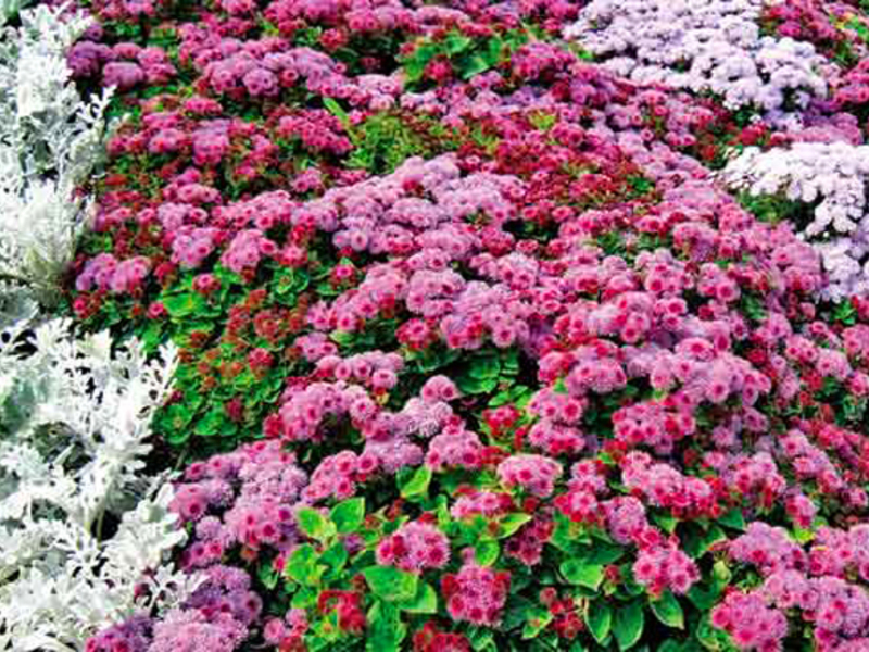 Ageratum alışılmadık derecede güzel bir bitkidir