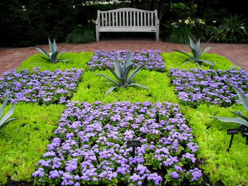 Çiçek açan ageratum