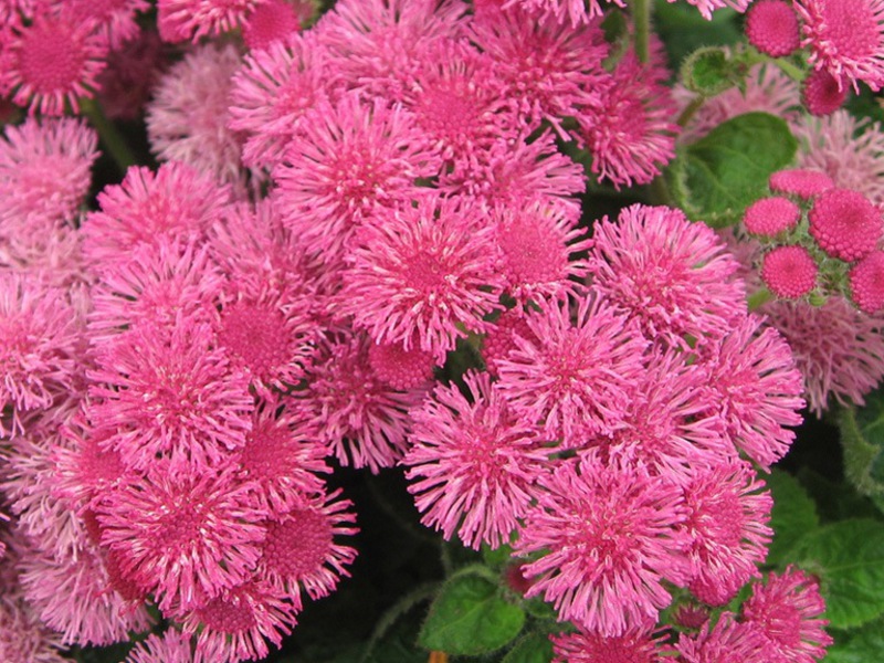 Zaailingen van ageratum